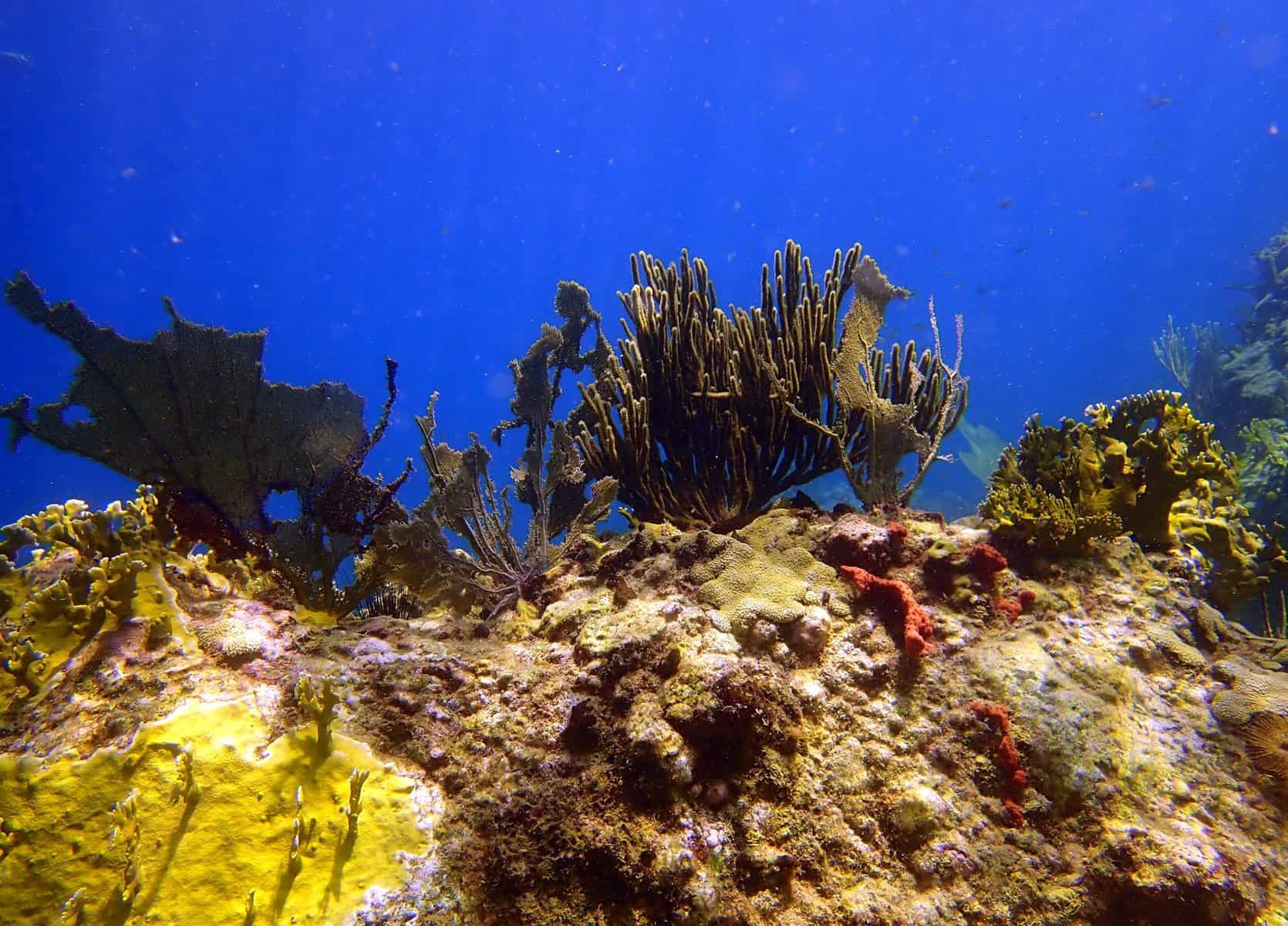 réserve Cousteau Guadeloupe