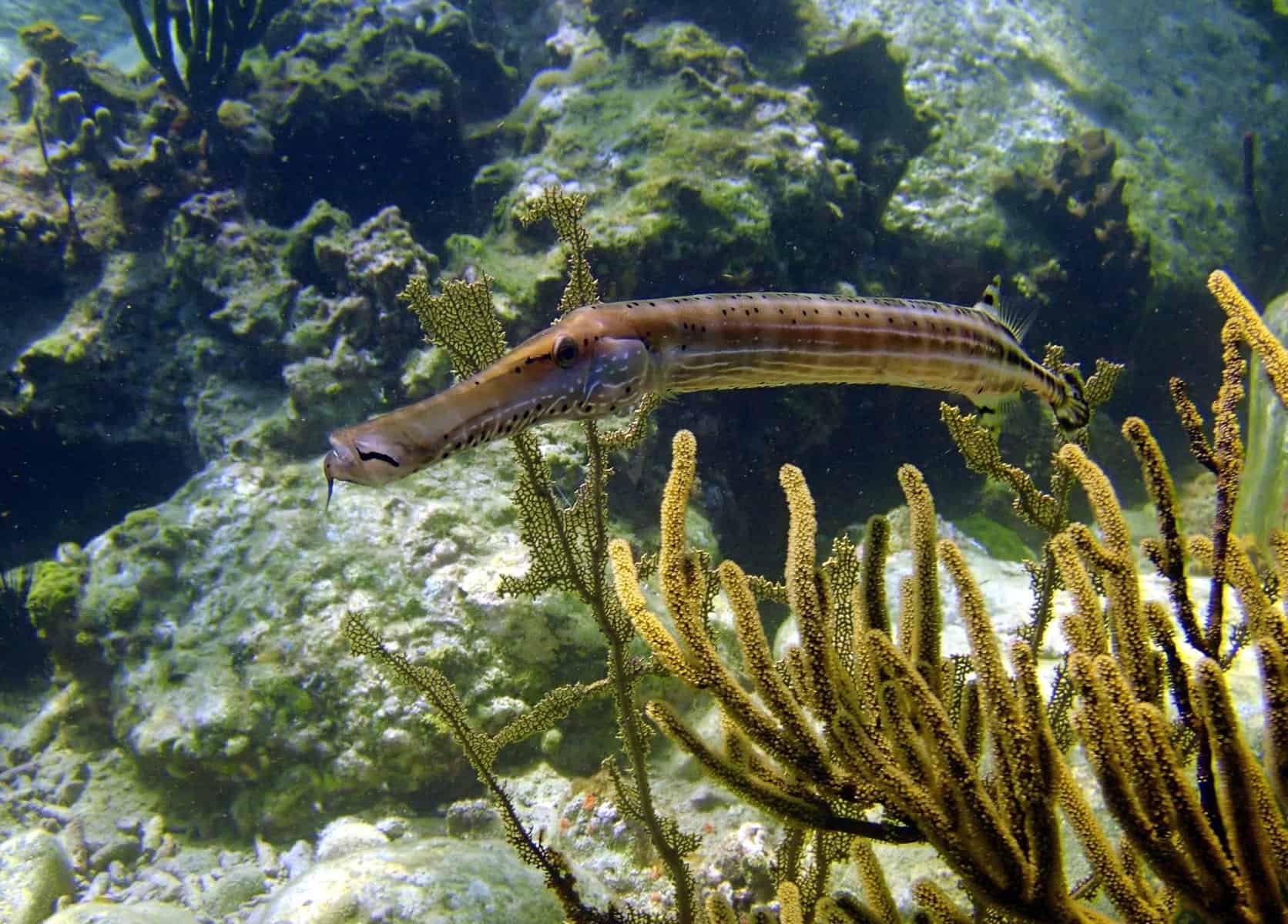 plongée réserve Cousteau Guadeloupe