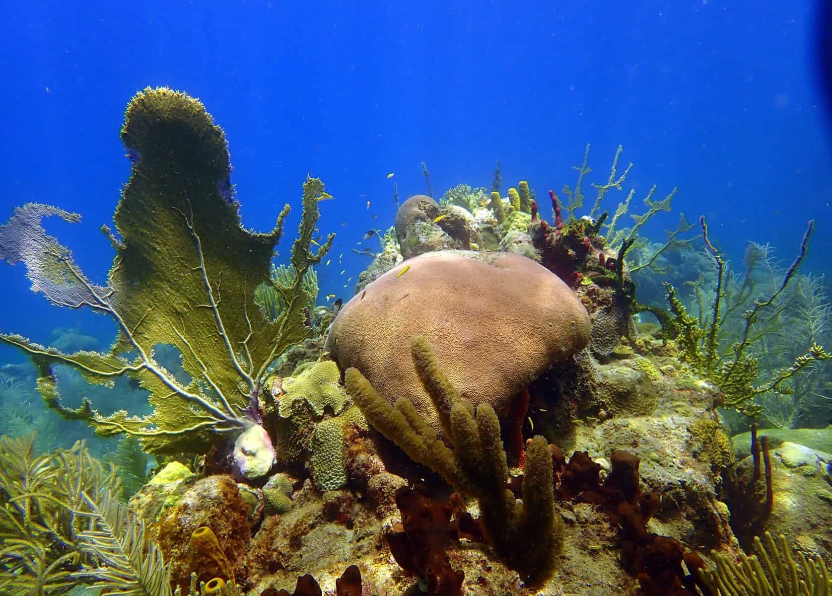 baptême de plongée réserve Cousteau Guadeloupe