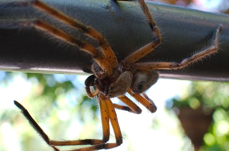 araignées animaux dangereux Guadeloupe
