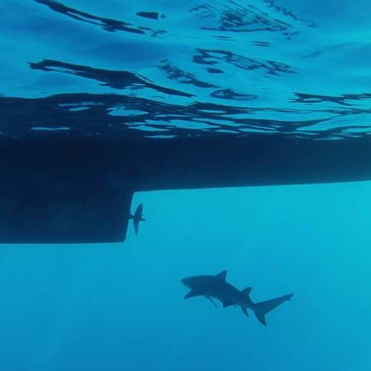 requin citron animaux dangereux guadeloupe